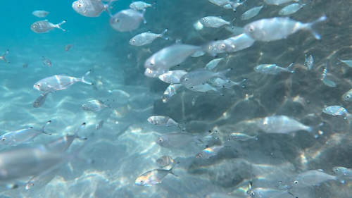 fish